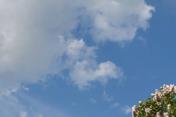 Atas Pohon Ungu Putih Atas Awan Putih Besar Langit Biru — Stok Foto