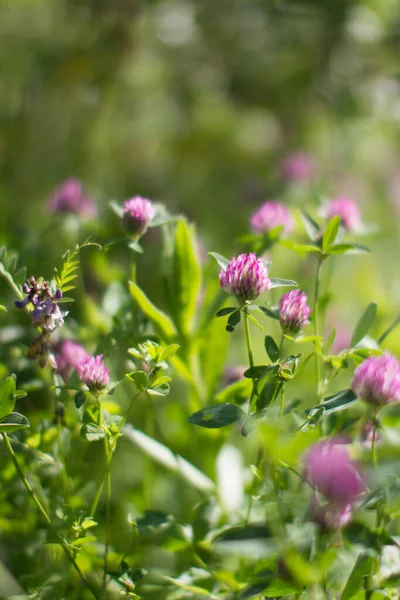 Wild Clover Flowers Meadow Backyard Garden Blurry Effect Still Life — Stock Photo, Image