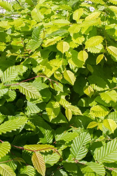 Hornbeam Genç Yapraklarına Güzel Doğa Için Carpinus Betulus Ağacı Yakından — Stok fotoğraf