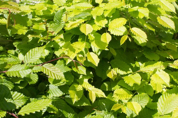 Folhas Verdes Jovens Chifre Árvore Carpinus Betulus Bela Natureza Primavera — Fotografia de Stock