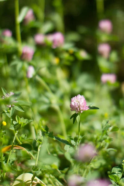 Blurry Effect Botanical Background Closeup Melliferous Wild Clover Flowers Meadow — Stock Photo, Image