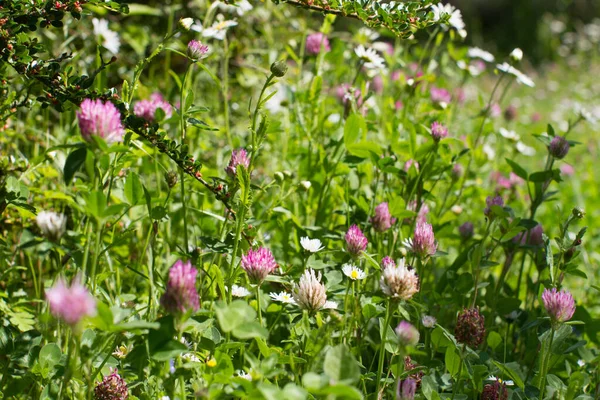 Close Van Paarse Witte Klaver Bloemen Voor Melliferous Wilde Flora — Stockfoto