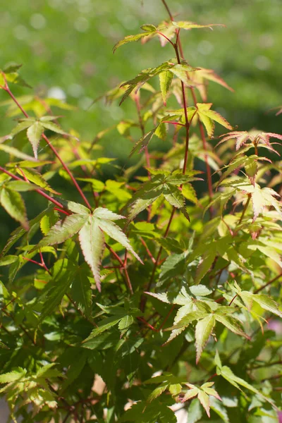 Akçaağaç Yaprakları Acer Palmatum Küçük Prenses Tipi Ağaç Gücü Bahçenizdeki — Stok fotoğraf