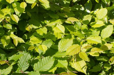 green leaves of hornbeam or Carpinus Betulus tree for beautiful nature - springtime still life in backyard, garden or woods for beautiful backgroun clipart