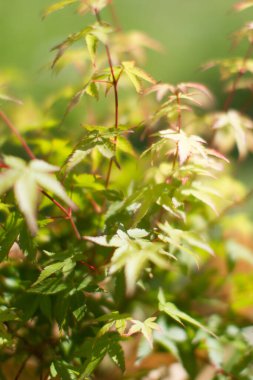 Akçaağaç yaprakları ya da Acer Palmatum, Küçük Prenses tipi ağaç gücü ve bahçenizdeki yeşil güzellik - bulanık heykel