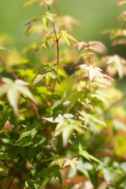leaves of maple tree or Acer Palmatum, Little Princess type for tree power and green beauty in your backyard or garden - blurry effec clipart