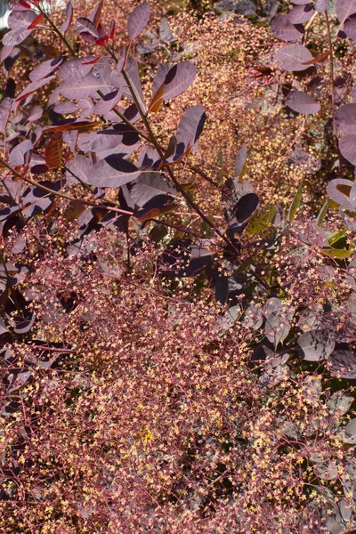 Arbusto Magnoliaphyta Arbusto Royal Purple Folhas Flores Penas Cotinus Coggygria — Fotografia de Stock