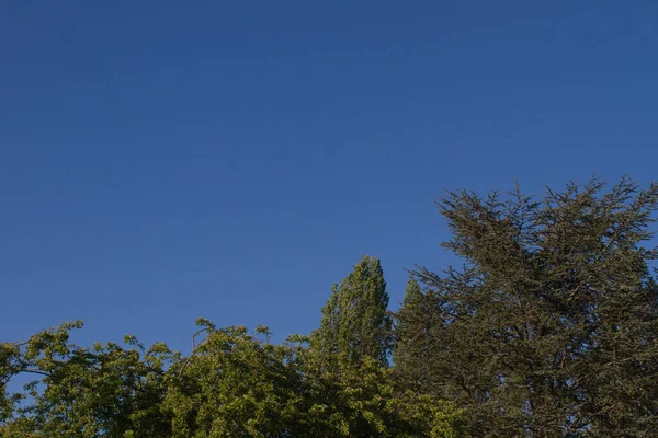 Langit Biru Cerah Tanpa Bidang Atau Awan Atas Berbagai Dedaunan — Stok Foto