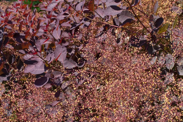 Sfondo Carta Parati Con Foglie Fiori Piumati Cotinus Coggygria Albero — Foto Stock