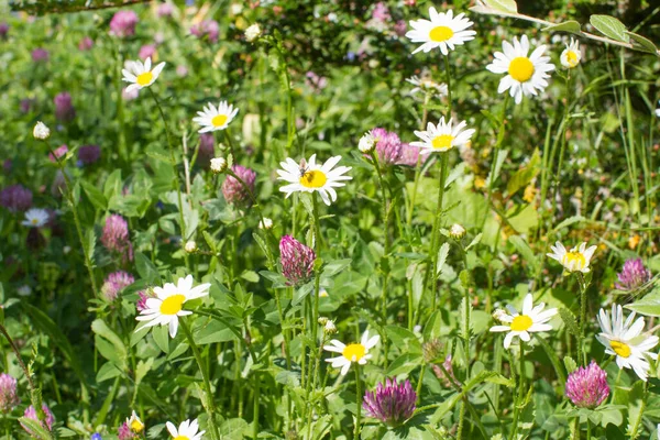 Europeisk Trädgård Och Trädgård Rik Vilda Blommor För Fyllig Effekt — Stockfoto