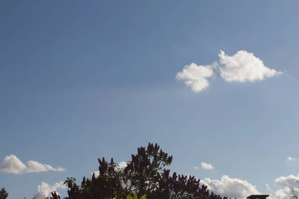 Puncak Pohon Dengan Bunga Atas Polusi Dan Pesawat Langit Biru — Stok Foto