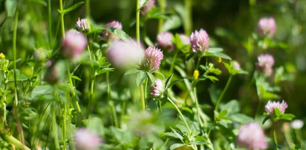 Efeito Borrado Para Fundo Botânico Flores Trevo Selvagem Prado Grama — Fotografia de Stock