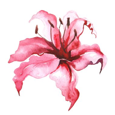 Lily suluboya raster çizimi.