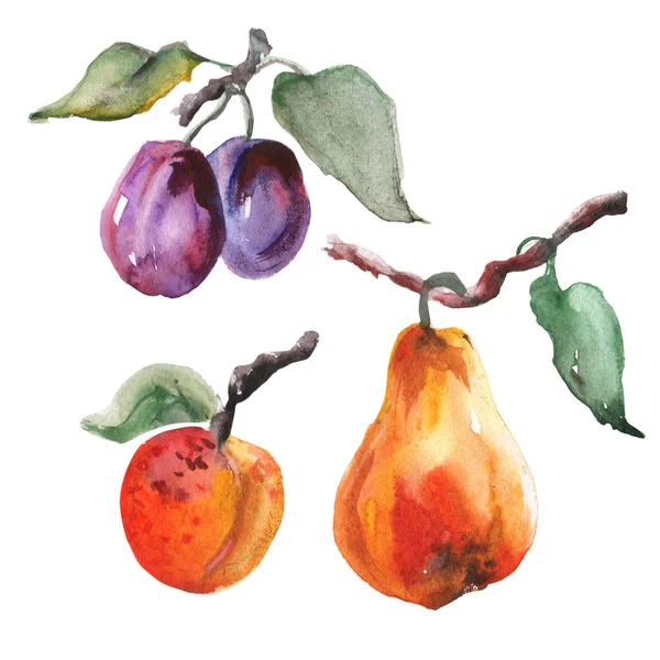 Illustration matricielle aquarelle de prune, abricot et poire . — Photo