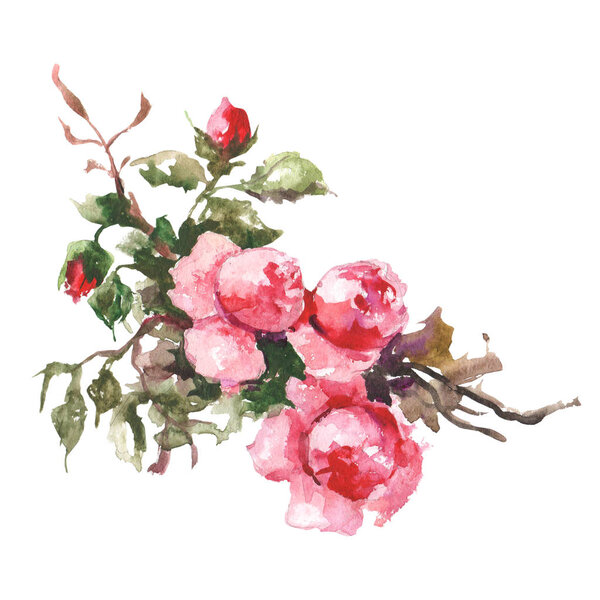 Watercolor raster illustration of roses. 