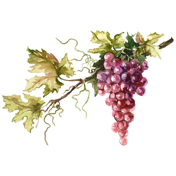 Watercolor illustration of grape branch. — Stock Photo, Image