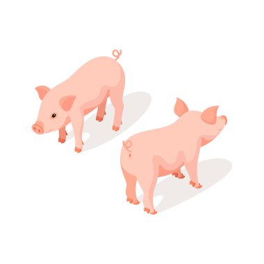 İzometrik 3d küçük pembe sevimli domuz illüstrasyon vektör