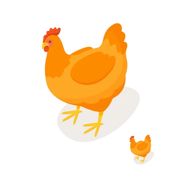 Isometric 3d vector illustration of chicken. — Stock Vector