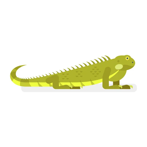 Vector flat style illustration of iguana — Stock Vector