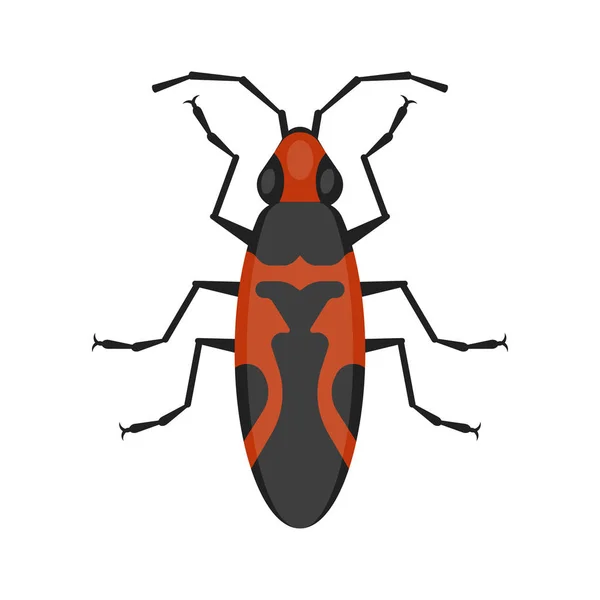 Vector flat style illustration of seed bug. — Stock Vector