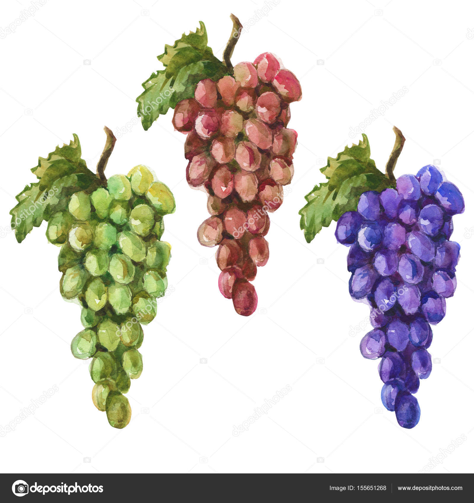 Watercolor hand drawn illustration of bunch of grapes. — Stock Photo