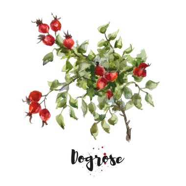 Dogrose suluboya elle çizilmiş Illustration. Raster tasarım öğesi 