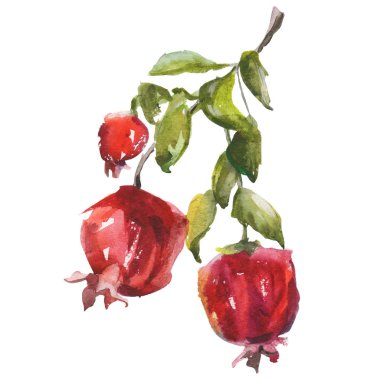 Nar suluboya elle çizilmiş Illustration. Raster tasarım öğesi