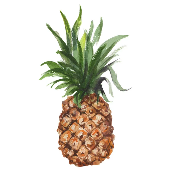 Ananas suluboya elle çizilmiş Illustration. Raster tasarım öğesi — Stok fotoğraf