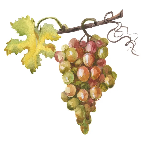 Watercolor hand drawn illustration of bunch of grapes — Stock Photo, Image