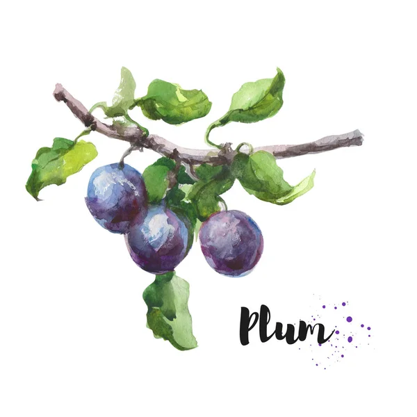 Watercolor hand drawn illustration of plum. Raster design element — Stock Photo, Image