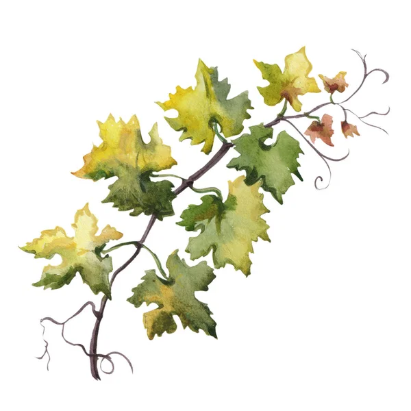ブドウ葉の水彩の手描きイラスト。ラスター デザイン要素 — ストック写真