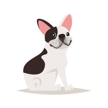 Sevimli Fransız bulldog köpek