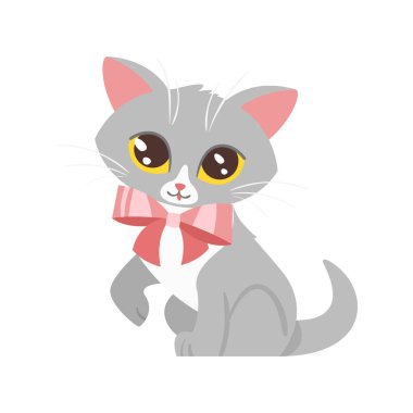 hayvan pet - sevimli kedi 