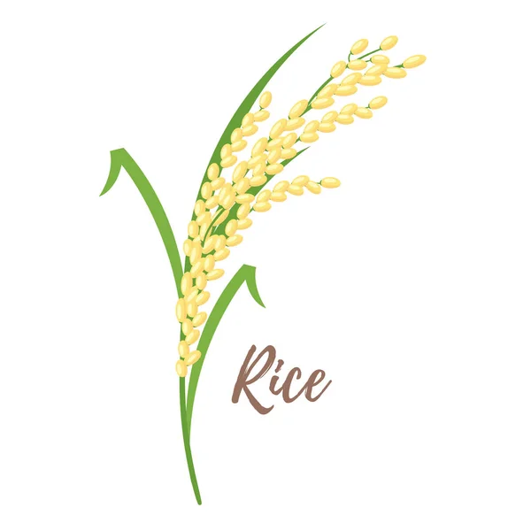 그림-곡물의 쌀 — 스톡 벡터