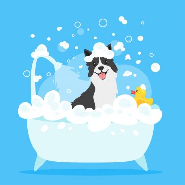 Köpek banyo yapıyor.