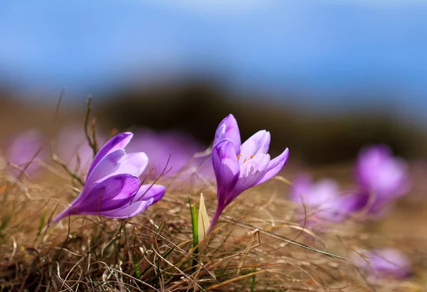 I primi fiori primaverili appena scende la neve ai margini del bosco: fiori alpini, croco . — Foto Stock