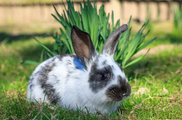 Baby weißes Kaninchen auf grünem Gras. — Stockfoto