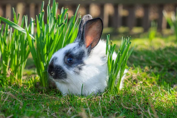Baby weißes Kaninchen auf grünem Gras. — Stockfoto