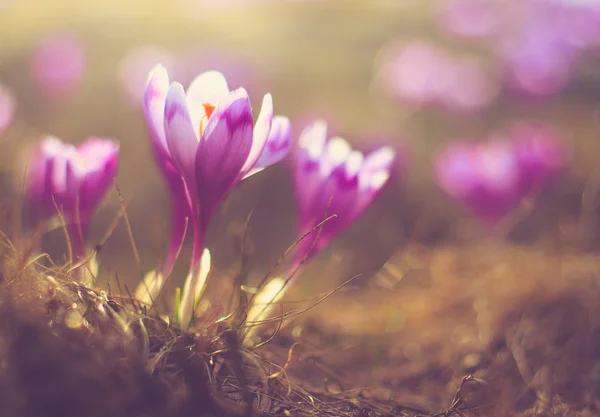 First spring flowers crocus in sunlight. — Stock Photo, Image