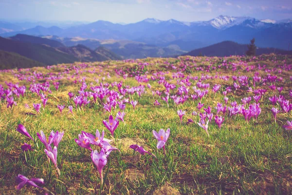 최대한 빨리 햇빛에 산의 배경에 눈 내려 필드의 첫 번째 피 봄 크 로커 스 꽃. — 스톡 사진