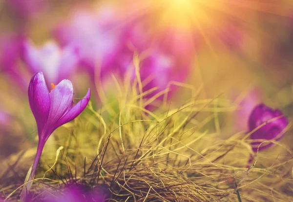 First spring flowers crocus in sunlight. — Stock Photo, Image