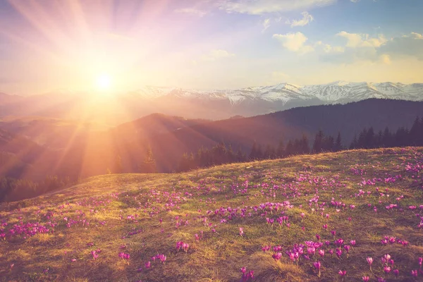 최대한 빨리 햇빛에 산의 배경에 눈 내려 필드의 첫 번째 피 봄 크 로커 스 꽃. — 스톡 사진