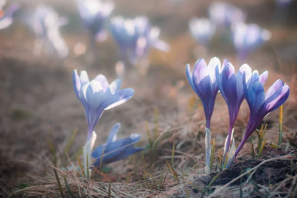 Vista di primo piano fiori magici primaverili croco alla luce del sole . — Foto Stock