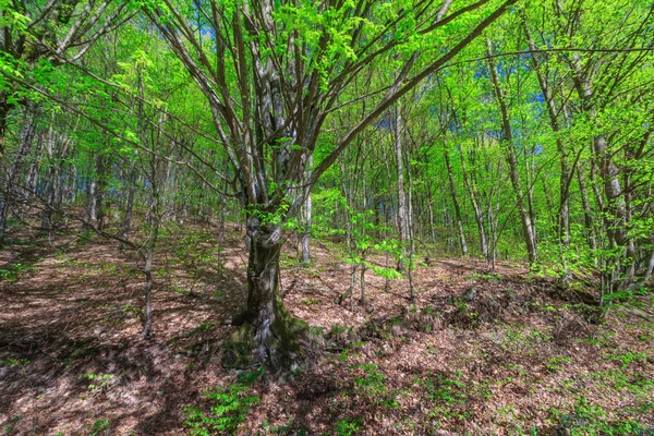 Landschap van voorjaar bos. — Stockfoto