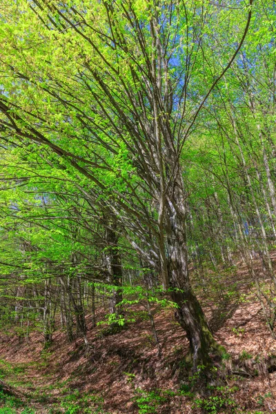 Paisaje de bosque de primavera . — Foto de Stock
