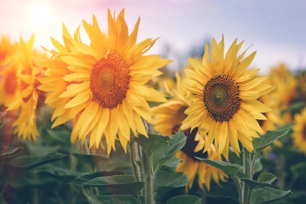 Bir güneş ışığı çiçek açan ayçiçeği tarlası. Doğa arka plan. Yaz manzara.