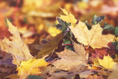 Sonbahar yaprakları sarı, turuncu ve kırmızı güneşli gün ışığına. Sonbahar Doğa arka plan. 