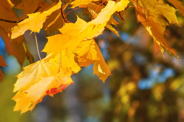 Sonbahar yaprakları sarı, turuncu ve kırmızı güneşli gün ışığına. Sonbahar Doğa arka plan. 