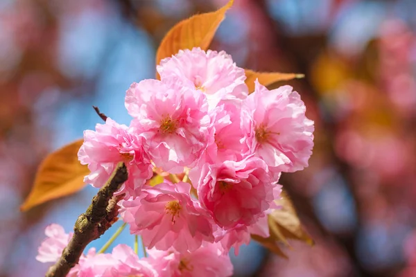 Close Cherry Blossom Sakura Flower Springtime Beautiful Pink Flowers Selective — Stock Photo, Image