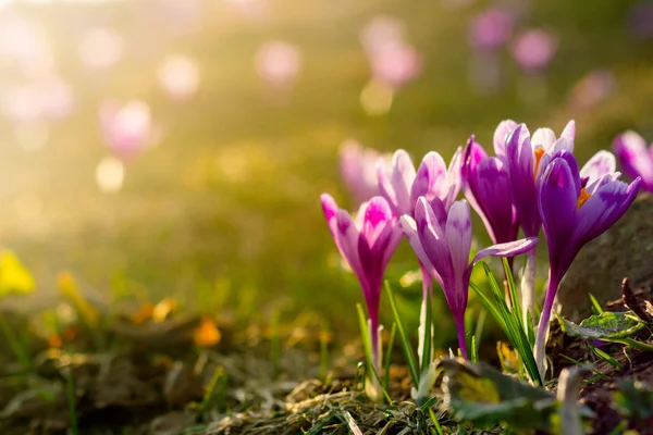 Bellissimi Primi Fiori Primaverili Vista Primi Piani Crochi Viola Fiore — Foto Stock